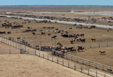 Түркістан облысында 50 мың басқа арналған ауқымды ферма салынып жатыр