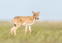 Қазақстанның солтүстігінде пойыз тұтас киік табынын қағып кетті