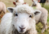 Астанада 10 миллион долларға жүн өңдеу зауыты салынады