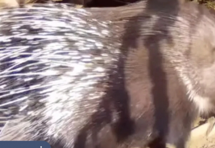 Іле Алатауында үш Үнді жайрасы фототұзаққа түсті