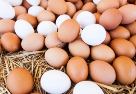 Үкімет сиыр етінің экспорты мен жұмыртқа импортына қатысты шешім қабылдады