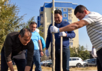 ​АКИМ ШЫМКЕНТА ПРИНЯЛ УЧАСТИЕ В ПОСАДКЕ ДЕРЕВЬЕВ ВМЕСТЕ С ЖИТЕЛЯМИ
