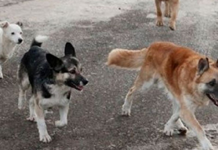 ​Қаладағы қауіп: қараусыз жануарлар мен инфекциялық тәуекелдер