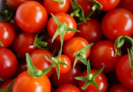 Қызылорда облысында қызанақты қайта өңдейтін зауыт салынады