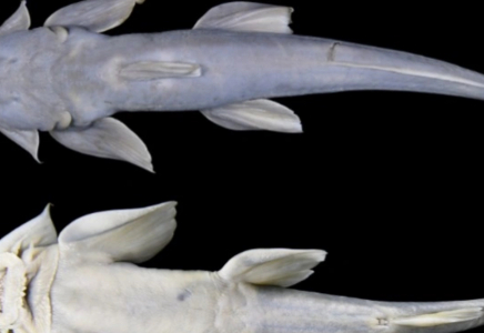 ​Қытайдың Тибет аймағында балықтың жаңа түрі табылды