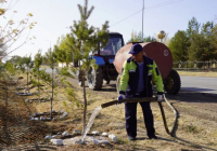 «ТАЗА ҚАЗАҚСТАН»: Түркістан облысында 1 млн. түптен астам көшет отырғызылды