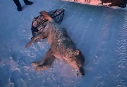 Абай облысында қасқыр атып алған ер адамға айыппұл салынды