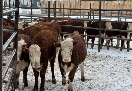 Келер жылы БҚО-да қайта өңделген ауыл шаруашылығы өнімдерінің көлемін 70%-ға жеткізу көзделген