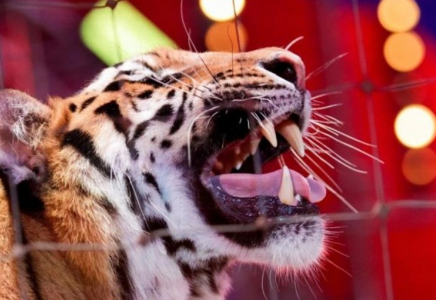 ​Ресейде цирк кезінде жолбарыс көрермен залына секіріп кетті