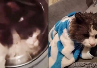 Талдықорғанда әйел адам мысығын кір жуғыш машинаға салып жуған (ВИДЕО)