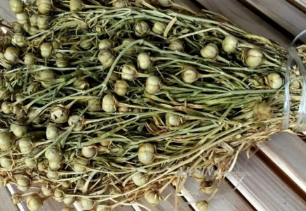 Ресей елшілігі адыраспанға қатысты қазақстандықтарға үндеу жасады