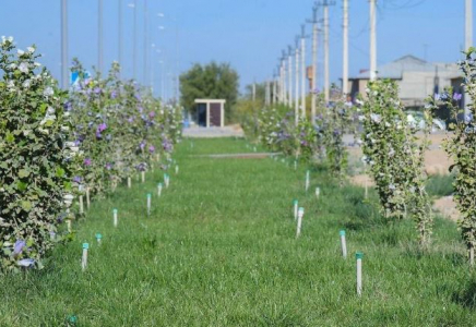 Түркістан облысы көшет өндіруден көш бастап тұр