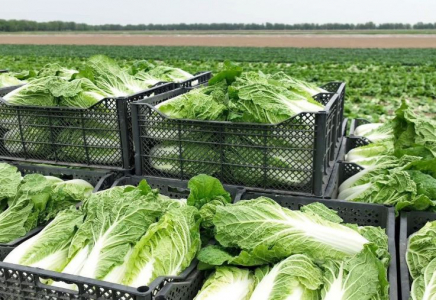 ТҮРКІСТАН: Ауыл шаруашылығы саласында 487 млрд теңгенің өнімі өндірілді