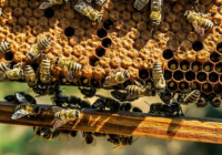 Ара шаруашылығы – агроэкспортты дамытудың жаңа күшіне айналмақ