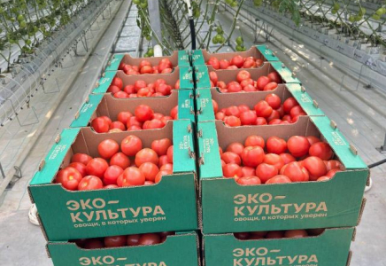 ТҮРКІСТАН: Қазақстандағы ең ірі жылыжайдың алғашқы өнімдері нарыққа шықты