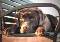 Өскеменде ер адам күшікті бесінші қабаттан лақтырып жіберген