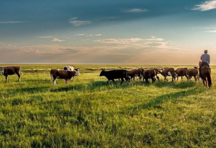 Жайылымдарды пайдалану мәселесі: Ауыл әкімдерінің құзіреті кеңейеді