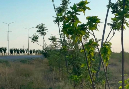 ТҮРКІСТАН: Әуежай жолы бойындағы жасыл желек аумағы кеңейтіледі