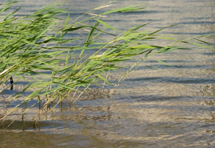 Қостанайда бір аптадан бері іздестіріліп жатқан бозбаланың мәйіті табылды