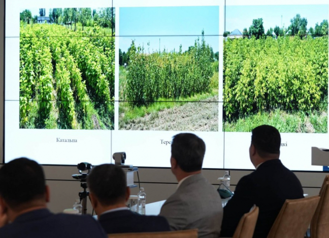 Түркістан облысында 12,3 млн түп көшет өсіріліп жатыр