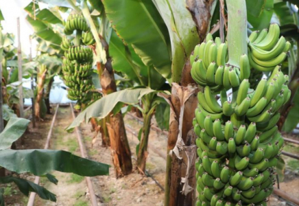 ТҮРКІСТАН: Сарыағашта әлемге танымал банан сұрпы өсірілуде