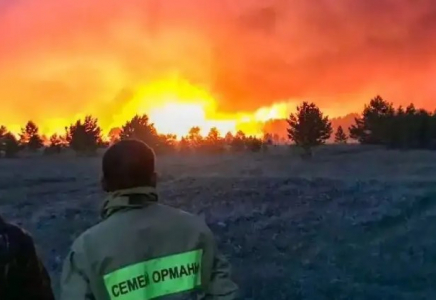 Семей орманындағы өрт: Бір жыл өткенде резерват филиалының басшысы ұсталды