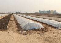 Түркістандағы 10 гектар аумақта тұқымбақ іске қосылды