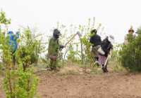 Түркістанда экопарк құру жұмысы пысықталды