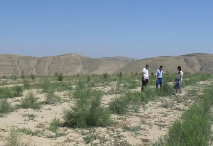 Маңғыстау облысында құм көшкінін тоқтату жұмыстары қарқын алды