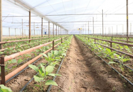 Түркістан облысында жылыжай шаруашылығы қарқынды дамыған