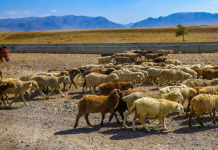 ​Шопандардың балаларын әскерге шақыртуды кейінгі қалдыру ұсынысы жасалды