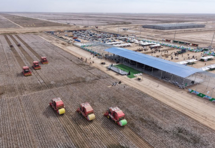 Түркістан облысында «AQ DALA» мақта фестивалі өтті