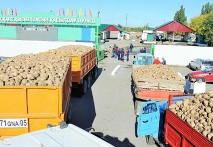 Қазақстандық зауыттар қант қызылшасын қабылдауды бастады