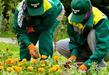 ​ТҮРКІСТАН: Кентауда абаттандыру және көгалдандыру жұмыстары жүйелі түрде жүргізілуде 