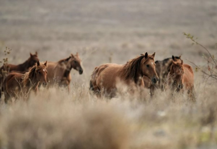 Алматыда шетелдік компания құны 6 млрд теңгеге жуық жерді заңсыз пайдаланған