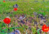 ТҮРКІСТАН: Ордабасыда Қызыл кітапқа енген қызғалдақ гүлдеді