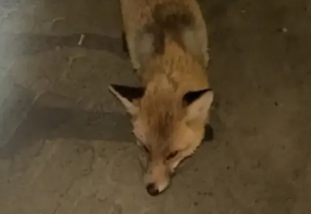 Қостанай облысында жабайы түлкілер адамдарға шабуылдай бастаған