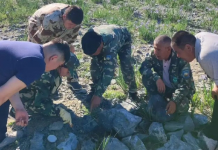 Баянауылдағы туристік орындарда қарақұрт қаптап кетті