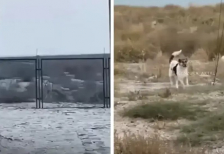 Маңғыстау облысындағы аралда қасқырдың үйірі видеоға түсіп қалды
