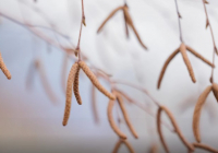 Алдағы күндері күн күрт суытады: Жаңбыр жауып, соңы қарға ұласады 