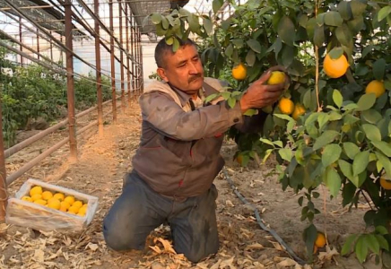 Түркістандық шаруа жылыжайда жылына 200 тонна лимон өсіреді