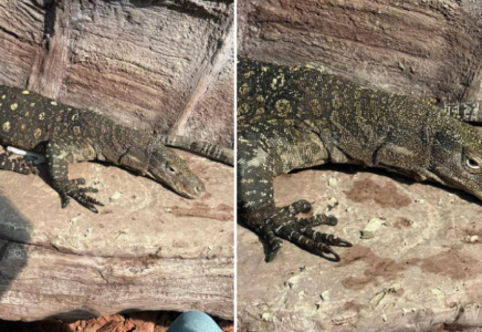 Алматы хайуанаттар бағына Жаңа Гвинеядан алып кесірткелер әкелінді