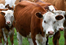 АШМ: Асыл тұқымды мал сатып алуға 6%-бен несие берілуі мүмкін