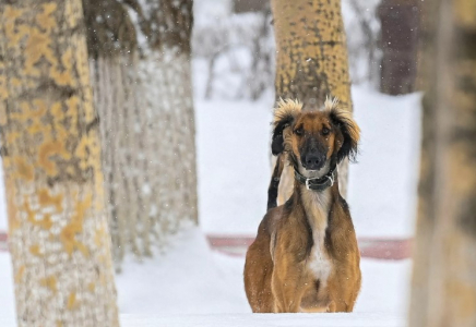 Қазақстанда жаңа мереке бекітілді: 3 қыркүйек – Қазақ тазысы мен төбеті күні