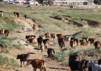 Батыс Қазақстан облысында 5 мыңнан астам мал жұқпалы ауруға шалдықты