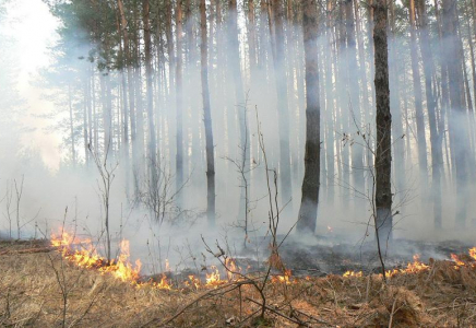1 мың га орман қалпына келмейтіндей өртеніп кетті – министрлік  