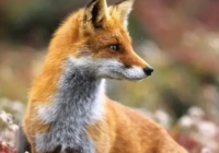 Маңғыстау облысында екі оқушыға жабайы түлкі шабуылдады