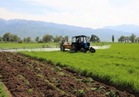 Жамбыл облысында дақылдардың егістік алқабы 640 мың гектарға жетті