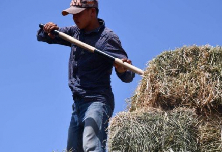 ТҮРКІСТАН: Ордабасыда мал азығын дайындау жоспары артығымен орындалды