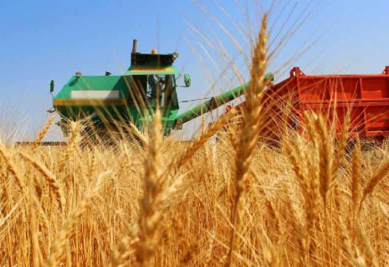 Шымкентте егістік алқаптарынан 60 мың тоннаға жуық өнім жиналды
